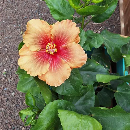 Casita Leos Lejlighed Agüimes